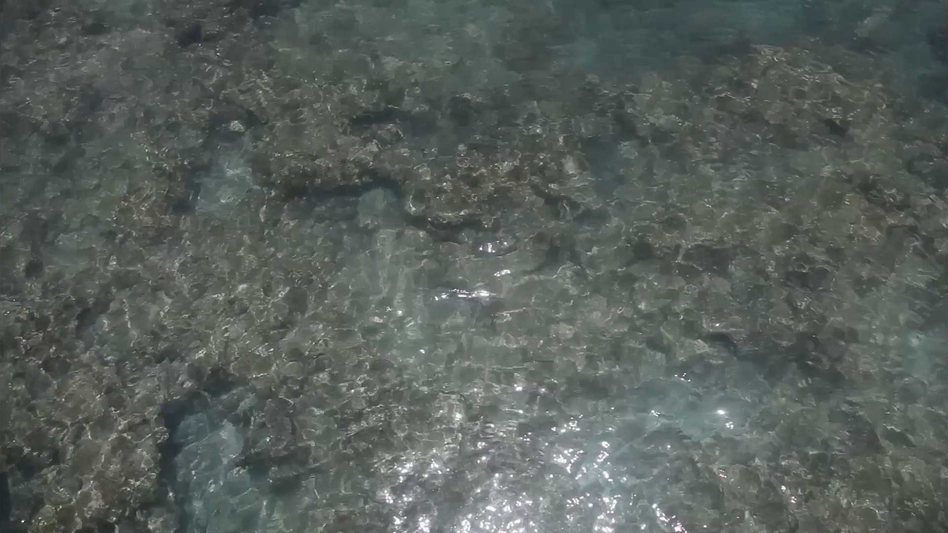 The Ocean